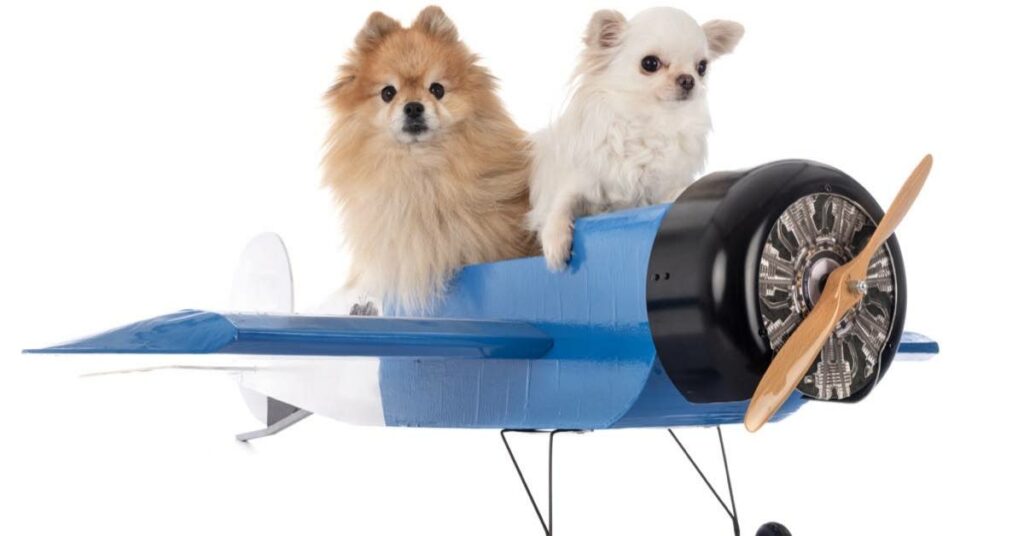 Pets on an airplane flight